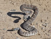 Rattlesnake